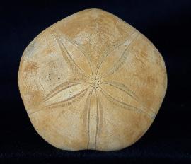 Sonstige - Seeigel - Astrolampas depressus (AGASSIZ in AGASSIZ & DESOR 1847)